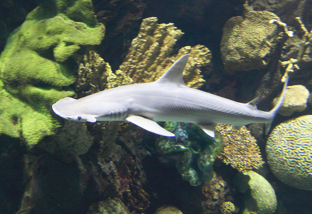 3D модель молотоголовой акулы на Thingiverse