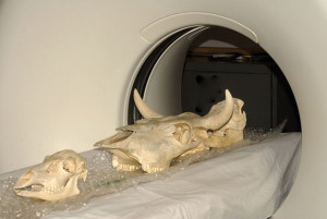 КТ-снимки для 3D печати черепов животных