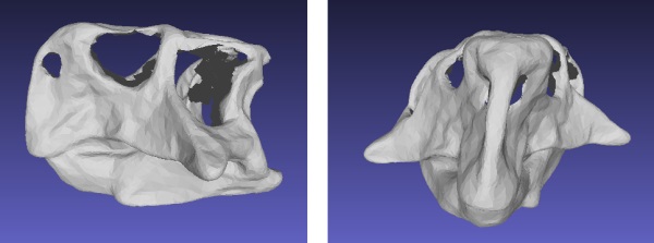 При помощи 3D сканера ученые обусловили вид динозавров