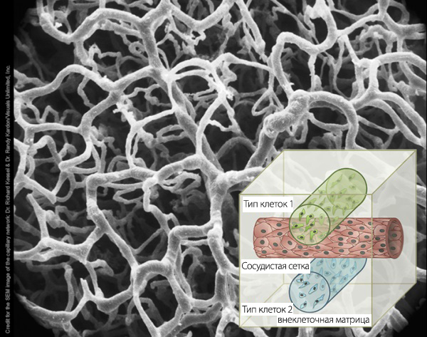 Гарвардские ученые занимаются 3D биопечатью слоистой ткани с кровеносными сосудами