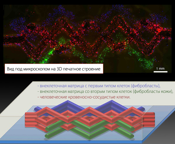 Гарвардские ученые занимаются 3D биопечатью слоистой ткани с кровеносными сосудами