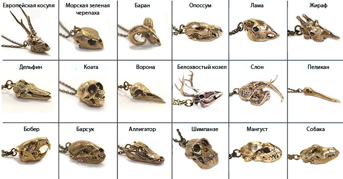 Коллекция черепов животных от Скотта Камазина