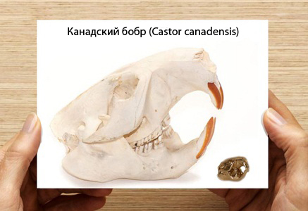 Коллекция черепов животных от Скотта Камазина