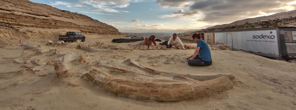 Ученые 3D напечатали могилу китов с целью раскрыть «тайну моря»