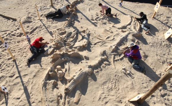 Ученые 3D напечатали могилу китов с целью раскрыть «тайну моря»