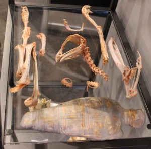 Ученые 3D напечатали репродукцию мумифицированного сокола
