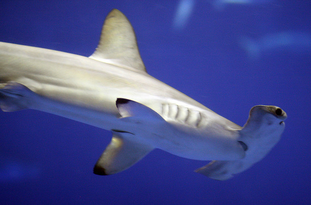 3D модель молотоголовой акулы на Thingiverse