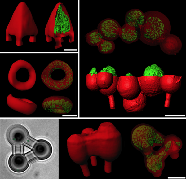 Ученые делают 3D печатные микроскопичные «зоопарки» для бактериальных колоний