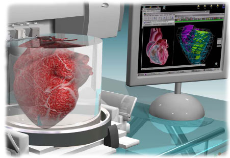 3D печатное сердечко появится через 10 лет